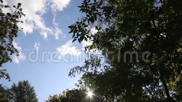 一棵绿树的树枝在风中摇曳树枝夏天的一棵树视频的预览图
