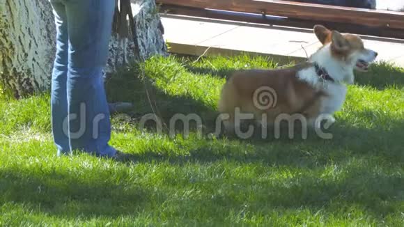 威尔士科吉犬在公园的草坪上系着皮带视频的预览图