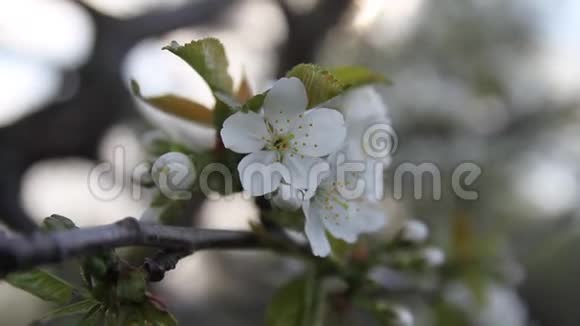 苹果树在春天盛开单个分支的细节美丽柔软的花朵有着优雅的香味大自然视频的预览图