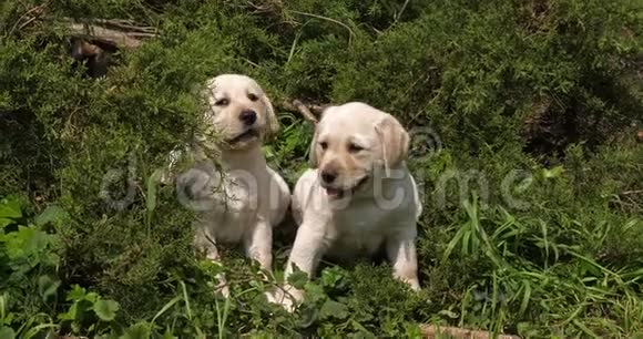 黄色拉布拉多猎犬草原上的小狗诺曼底慢动作视频的预览图
