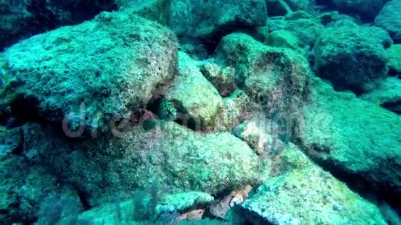 马耳他地中海的一种幼年石斑鱼视频的预览图