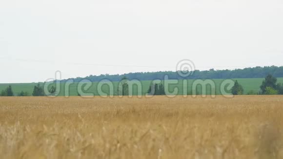 有小麦或黑麦的田地在场地边缘经过的车视频的预览图