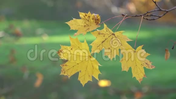 秋天林中的枫树在夕阳的照耀下视频的预览图