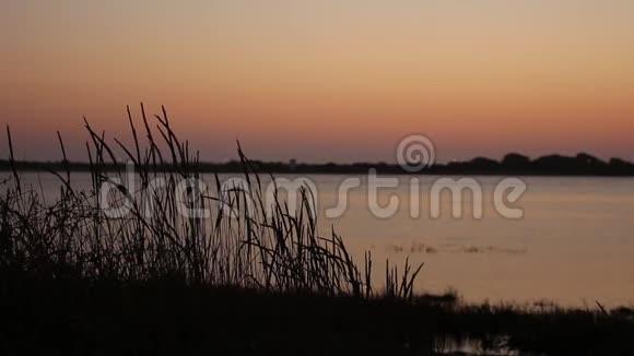 高高的小草在夕阳西下的晚风中轻轻摇曳以河流为背景浅的景深视频的预览图