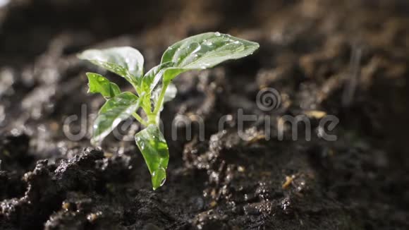 种子农业和新的生活理念小植物在阳光和雨水的滋润下生长在土壤后面视频的预览图