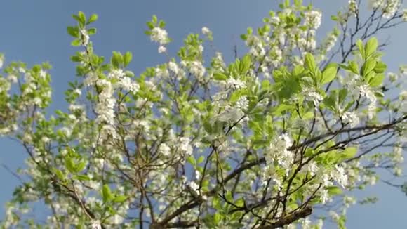 盛开的梅树梅树枝上覆盖着白色的花朵和蓝色背景上的叶子视频的预览图