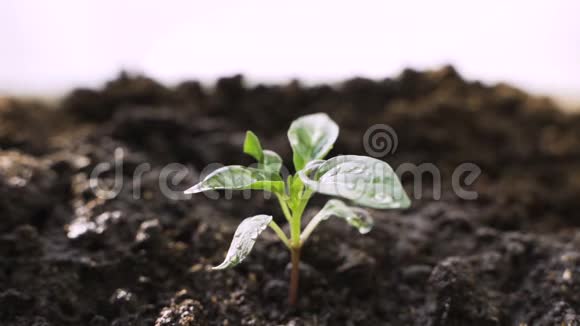 种子农业和新的生活理念小植物在阳光和雨水的滋润下生长在土壤后面视频的预览图