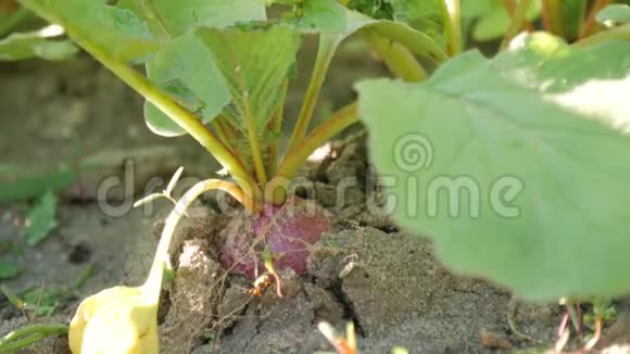 成熟的萝卜生长在地面上有机食品农业和农业视频的预览图