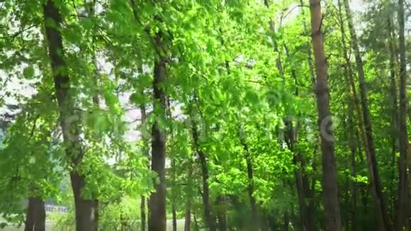 橡树林视频的预览图