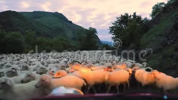 清晨在佐治亚州的山区一群羊经过公路来到牧场视频的预览图