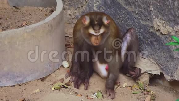 拉伯德动物园里的雄性猪尾猴视频的预览图