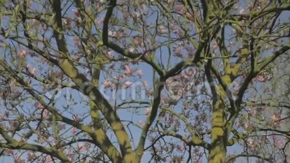 春天的自然揭示一棵大的粉红花玉兰树视频的预览图