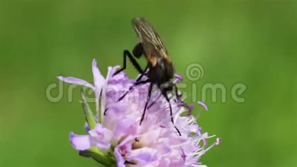 小昆虫从花中吸取花蜜视频的预览图
