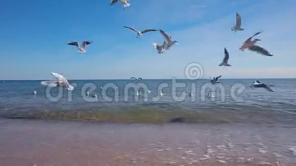 海鸥飞翔捡起扔给他们的食物海面上的海鸥视频的预览图