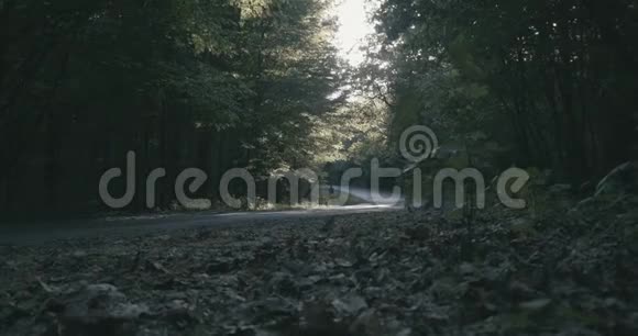 4K在神奇的晨间森林中的地面上缓慢移动视频的预览图
