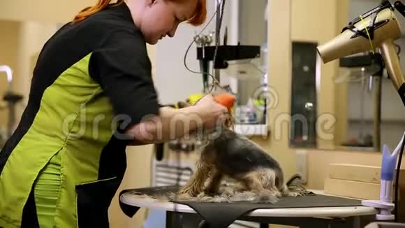 在动物园里一位女性修发师剪下了一只小狗约克郡梗的头发视频的预览图
