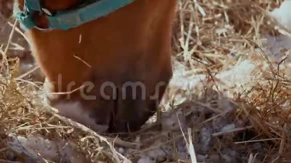 在冰冻干草中寻找食物的马的特写镜头马挖干草吃饭视频的预览图