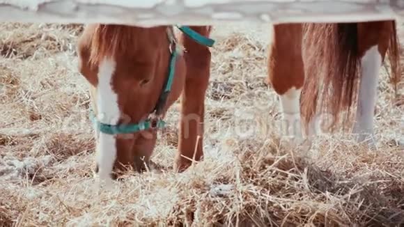 在冰冻干草中寻找食物的马的特写镜头马挖干草吃饭视频的预览图