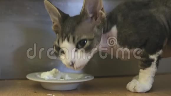 猫德文雷克斯吃白色食物视频的预览图