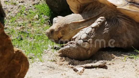 大非洲刺龟水中草蛇的细节视频的预览图
