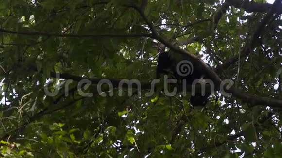 树顶上的嚎叫猴子视频的预览图