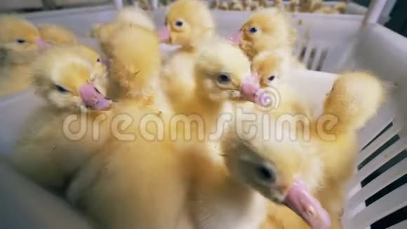 一堆黄色的小鸭子放在家禽的塑料盒子里视频的预览图