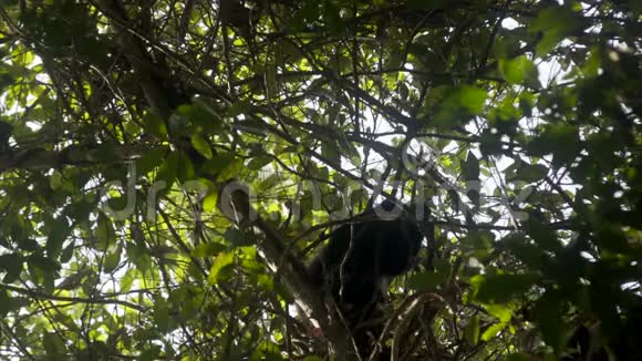 树顶上的嚎叫猴子视频的预览图