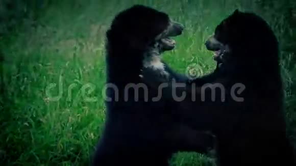熊在黄昏时战斗视频的预览图