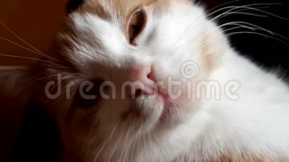 可爱的姜白小猫特写猫脸肖像视频的预览图