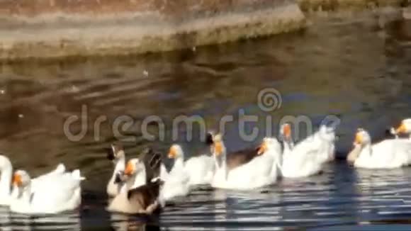 池塘里的鹅视频的预览图