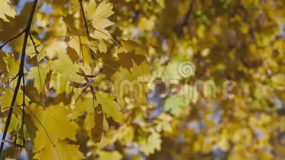 蓝天透秋叶吹在风中秋天的城市公园视频的预览图