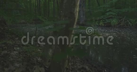 4K一个湖在安静的早晨森林慢动作视频的预览图