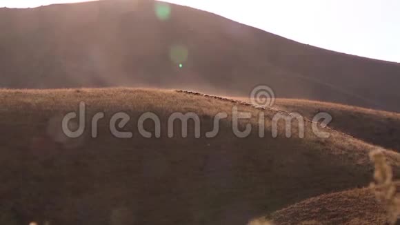 一群羊带着牧羊人上山视频的预览图