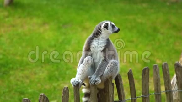 勒穆尔正在喂食在狐猴的近景在夏日在假期玩得开心视频的预览图