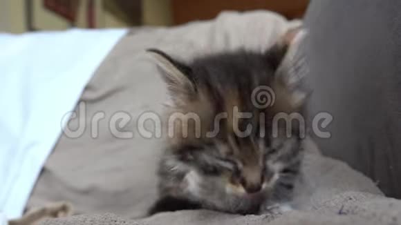 小灰猫舔着家养动物的卫生视频的预览图