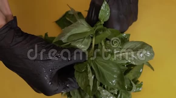 黑色手套中的厨师展开菠菜叶视频的预览图