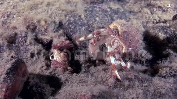 大白海海底的大爸爸和小婴儿癌症隐士蟹视频的预览图