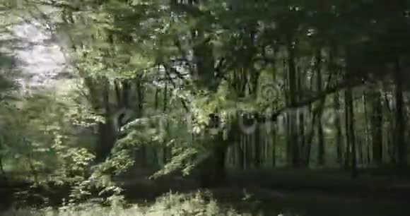 4在阳光明媚的早晨沿着年轻的森林运动视频的预览图