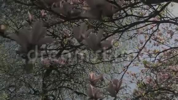春天的自然从树上飘落的木兰花花瓣视频的预览图