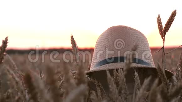日落时帽子躺在田野里成熟的麦穗上收割结束务农务农视频的预览图