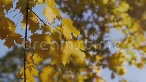 蓝天透秋叶吹在风中秋天的城市公园视频的预览图