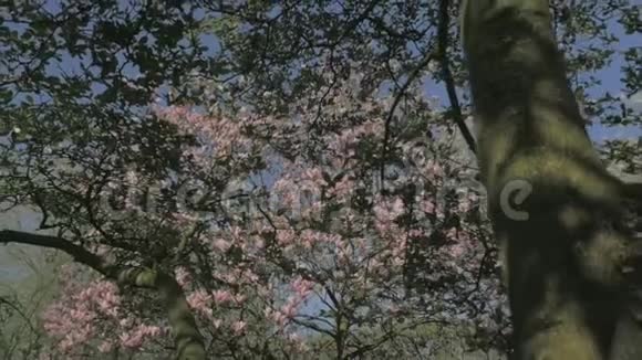 春天的自然远离美丽的粉红玉兰树视频的预览图