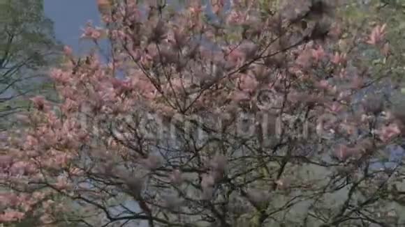 春天的自然围绕着粉花玉兰视频的预览图