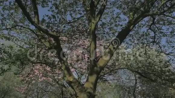 春天的自然走向粉花玉兰视频的预览图