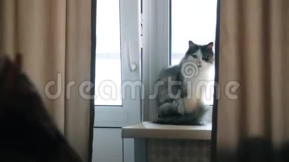 毛茸茸的猫坐在窗台上看着他的主人视频的预览图