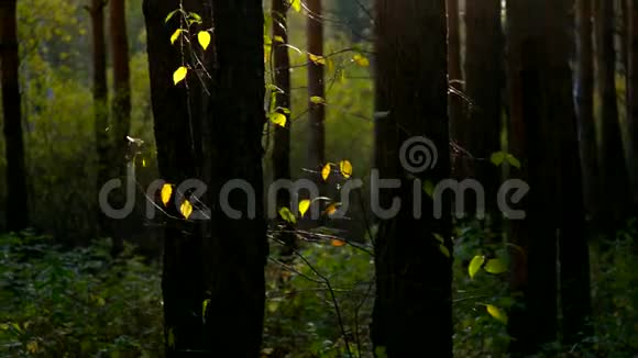 阳光照耀着树干上明亮的叶子视频的预览图
