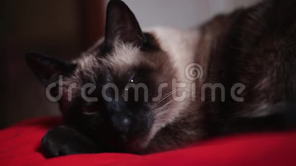 大白天一只忧郁的老泰国猫蓝眼睛躺在红床上合上躺在家里的可怜的病猫视频的预览图