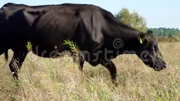 一头大黑牛穿过田野一头小牛走在它后面牛群在田里放牧肉类生产视频的预览图