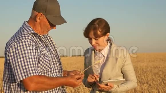 农夫手里拿着一粒小麦女商人检查农民手中的粮食质量视频的预览图