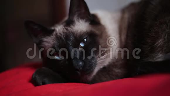 大白天一只忧郁的老泰国猫蓝眼睛躺在红床上合上躺在家里的可怜的病猫视频的预览图